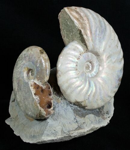Two Species Ammonites Mounted In Great Display #2051